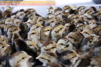 Trại Gà Giống Minh Dư tại Bình Dương