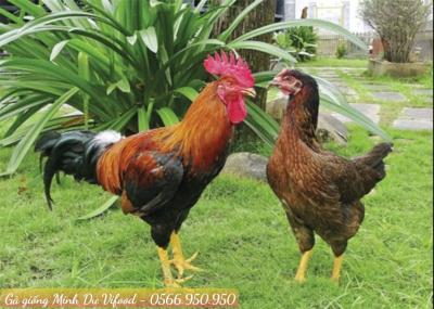 Trại Gà Giống Minh Dư tại Dĩ An