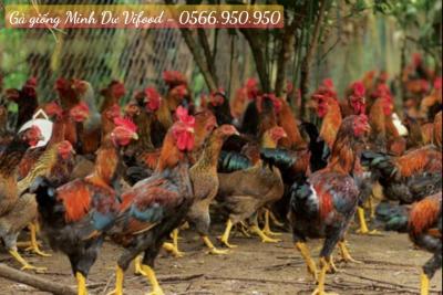 Trại Gà Giống Minh Dư tại Long Khánh