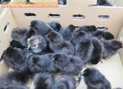 Trại Gà H'Mông Giống Thuần Chủng Tại Dầu Tiếng