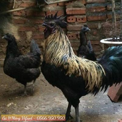 Trại Gà H'Mông Giống Thuần Chủng Tại Tân Phú Đồng Nai
