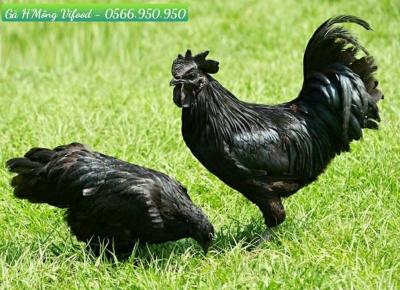 Trại Gà H'Mông Giống Thuần Chủng Tại Tân Uyên
