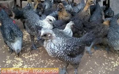 Trại Gà H'Mông Giống Thuần Chủng Tại Thuận An