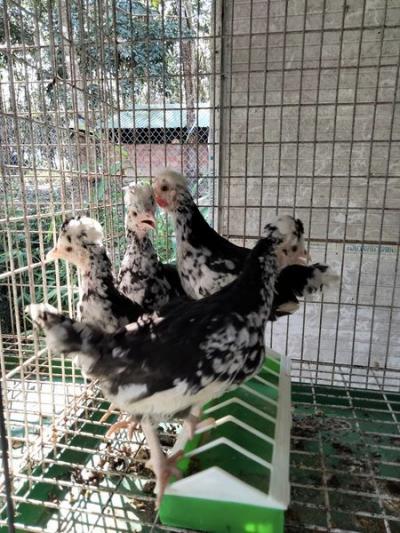 Trại gà quý phi bạc tỷ của anh nông dân nghèo