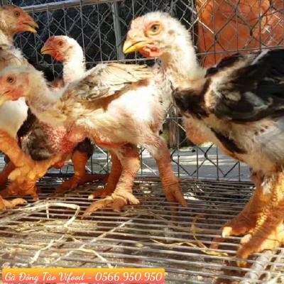 Trại Giống Gà Đông Tảo Tại Bến Cát