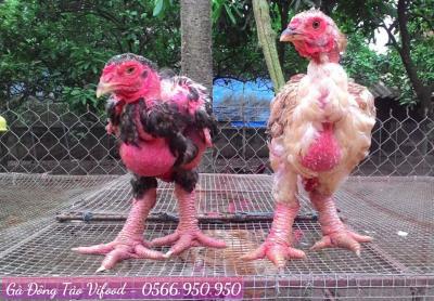 Trại Giống Gà Đông Tảo Tại Thủ Dầu Một