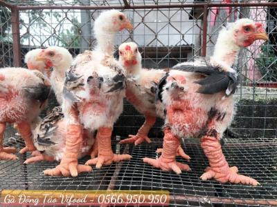 Trại Giống Gà Đông Tảo Tại Xuân Lộc Đồng Nai