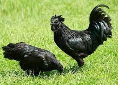 Trại giống gà H'mông & kỹ thuật nuôi gà H'mông