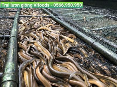 Trại Lươn Giống Phú Nhuận: