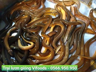 Trại Lươn Giống Quận 10