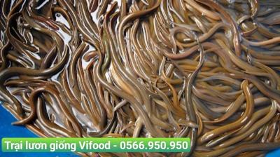 Trại Lươn Giống Quận 11