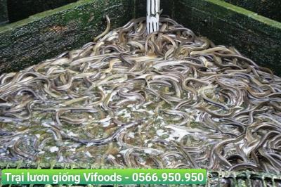 Trại Lươn Giống Quận 2