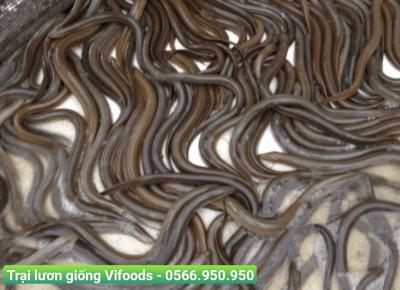 Trại Lươn Giống Quận 3
