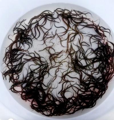 Trại Lươn Giống Quận 4