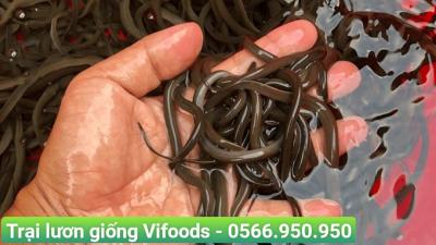 Trại Lươn Giống Quận 6