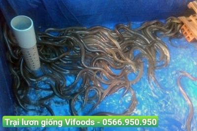 Trại Lươn Giống Quận 7