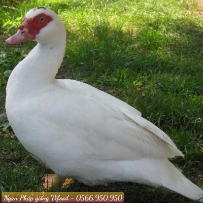 Trại Ngan Pháp Giống Tại Bàu Bàng - Vifoods