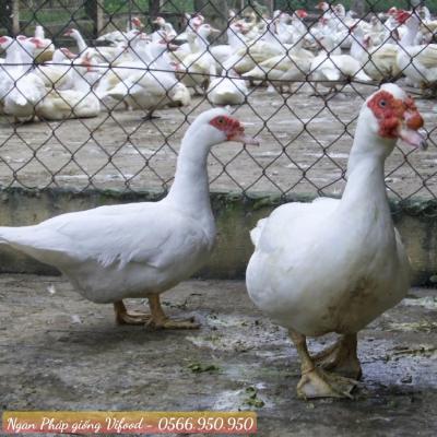 Trại Ngan Pháp Giống Tại Biên Hoà - Vifoods