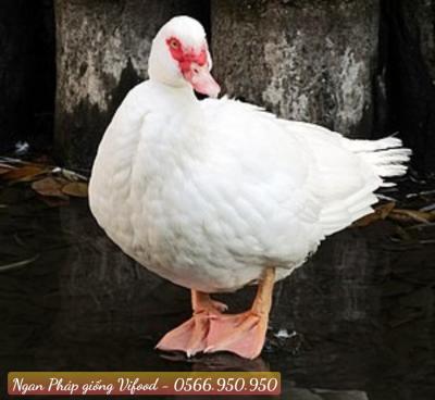 Trại Ngan Pháp Giống Tại Long Thành - Vifoods