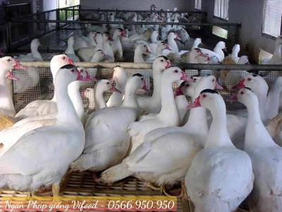 Trại Ngan Pháp Giống Tại Phú Giáo - Vifoods
