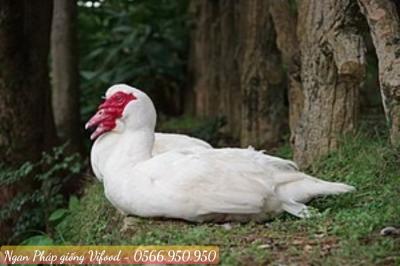 Trại Ngan Pháp Giống Tại Tân Uyên - Vifoods