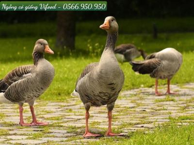 Trại Ngỗng Cỏ Giống Tại Dĩ An