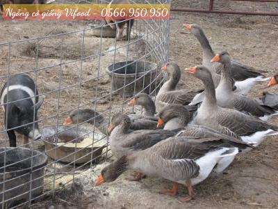 Trại Ngỗng Cỏ Giống Tại Trảng Bom