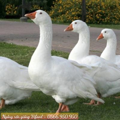 Trại Ngỗng Rên Giống (Ngỗng Rhein) Tại Biên Hoà
