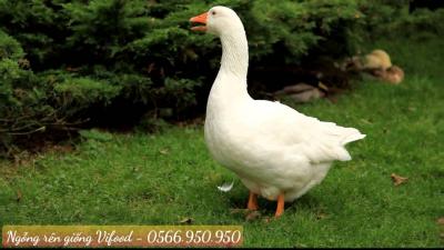 Trại Ngỗng Rên Giống (Ngỗng Rhein) Tại Long Khánh