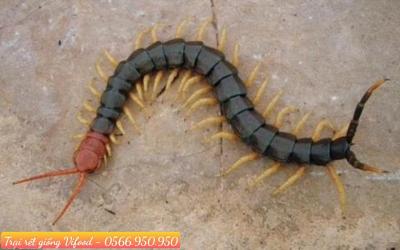 Trại rết giống, rết thương phẩm quận 3