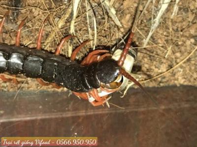 Trại rết giống, rết thương phẩm quận 5