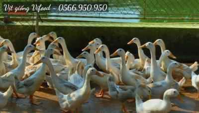 Trại Vịt Giống Bình Thạnh