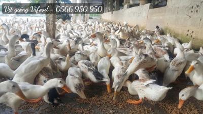 Trại Vịt Giống Quận 2