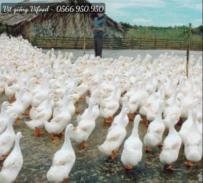 Trại Vịt Giống TP Thủ Đức