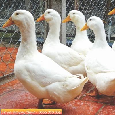 Trại Vịt Siêu Thịt Giống Tại Cẩm Mỹ Đồng Nai - Vifood