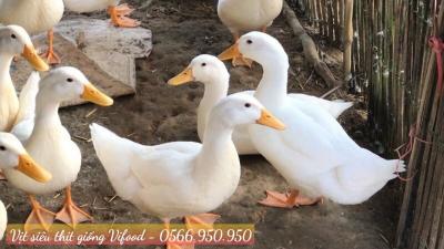 Trại Vịt Siêu Thịt Giống Tại Phú Giáo - Vifood