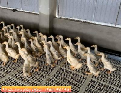 Trại Vịt Siêu Trứng Giống Tại Bình Dương - Vifood