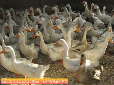 Trại Vịt Siêu Trứng Giống Tại Dĩ An - Vifood