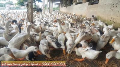 Trại Vịt Siêu Trứng Giống Tại Thủ Dầu Một - Vifood