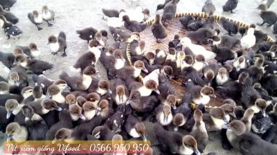 Trại Vịt Xiêm Giống Tại Long Khánh - Vifood