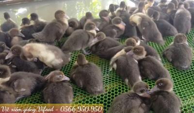 Trại Vịt Xiêm Giống Tại Long Thành - Vifood
