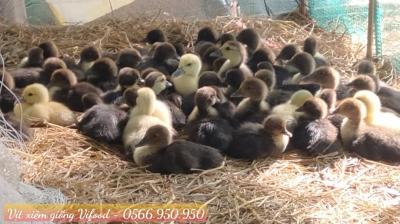 Trại Vịt Xiêm Giống Tại Thuận An - Vifood