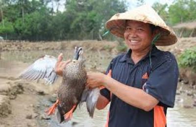Trang Trại Cung Cấp Vịt Trời Giống, Vịt Trời Thịt Giá Rẻ 
