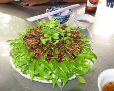Trở Thành Tỷ Phú Từ Nuôi Côn Trùng
