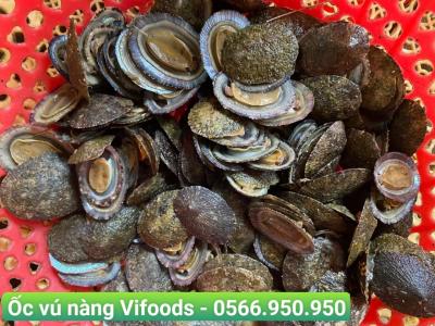 Vifoods - Cung cấp sỉ ốc vú nàng giao tận nơi