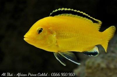 Ali thái - African Prince Cichlid