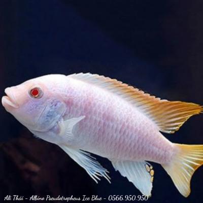 Ali thái - Albino Pseudotropheus Ice Blue