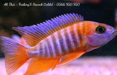 Ali Thái - Freiberg's Peacock Cichlid