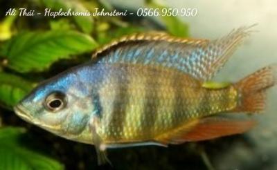 Ali thái - Haplochromis Johnstoni