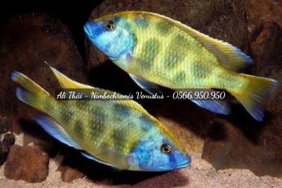 Ali thái - Nimbochromis Venustus